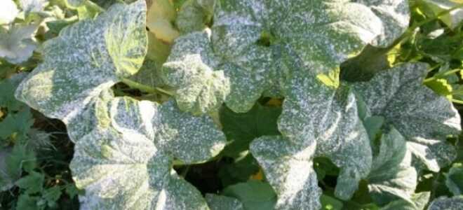 Мучнистая роса на огурцах: признаки, меры борьбы