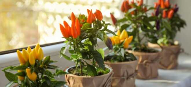 Витамины круглый год — выращиваем комнатный перец