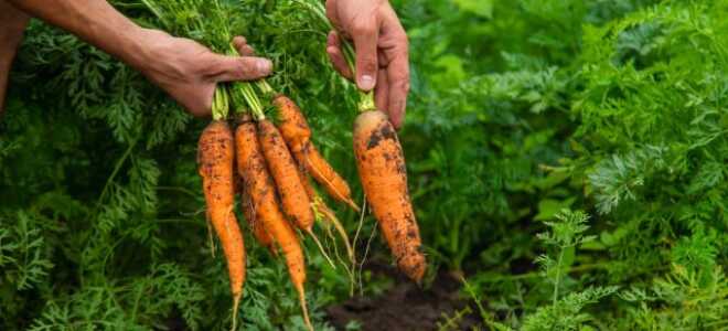 Как избавиться от сорняков без вреда для культурных растений