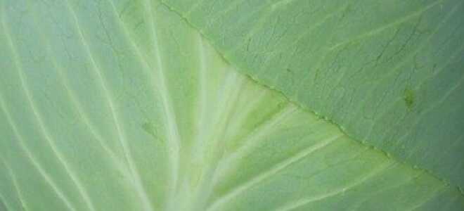 Рассада капусты в домашних условиях — растим правильно + Видео