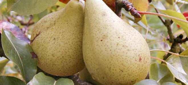 Сорт груши Кюре, описание, характеристика и отзывы, особенности выращивания