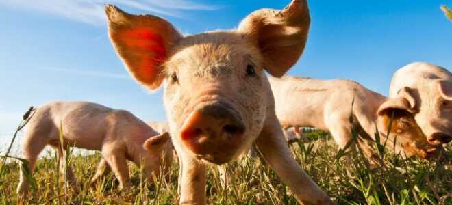 Основные правила содержания свиней в домашнем хозяйстве