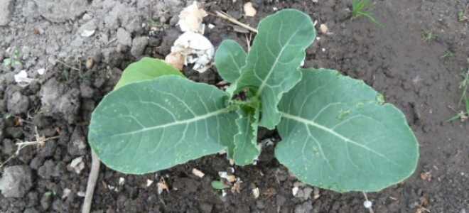 Посадка цветной капусты