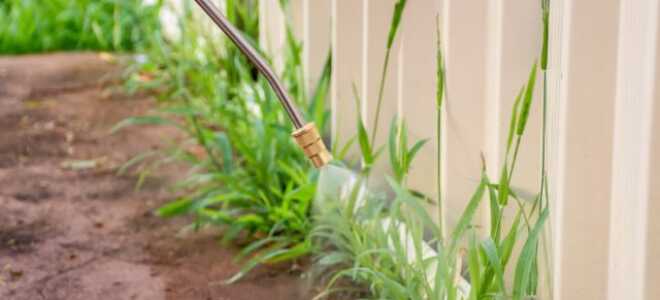 Двойной гербицид: чем эффективнее баковые смеси в борьбе с сорняками