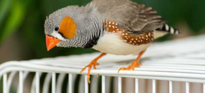 Амадины — самые простые в содержании среди декоративных птиц
