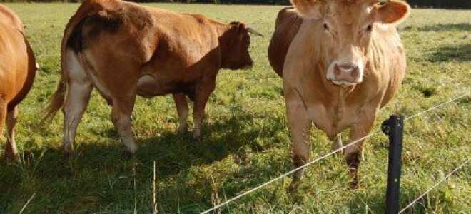 Электрический пастух для коров – особенности его работы + Видео