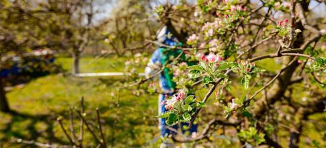 Надежная защита урожая — правила обработки плодовых деревьев от вредителей и болезней