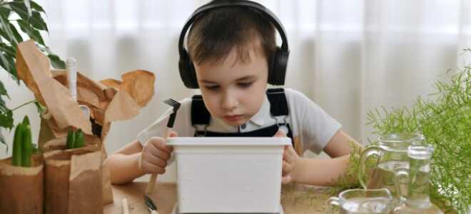 11 мифов о комнатных растениях — в них верят даже опытные цветоводы