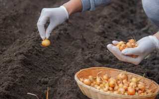 Выбираемый озимый лук: правила и преимущества подзимней посадки