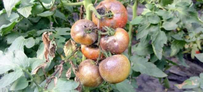 Фитофтора на помидорах: признаки, средства борьбы, профилактика