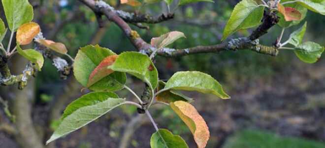 Опадают листья у яблони летом: причины, как бороться