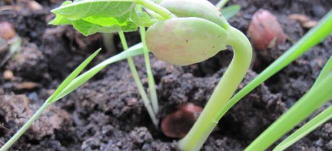 Фасоль: посадка и уход