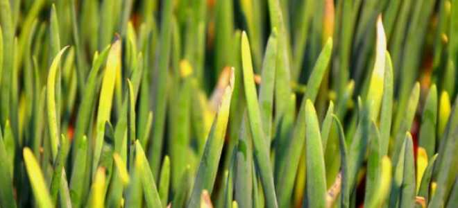 Почему желтеет лук: что делать, народные средства, видео