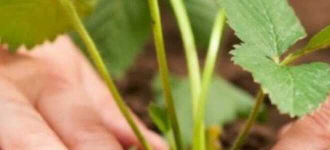 Что сажать после гороха и для чего он будет хорошим предшественником? + Видео