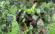 Чернеют листья у яблони: причины, как бороться