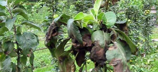 Чернеют листья у яблони: причины, как бороться