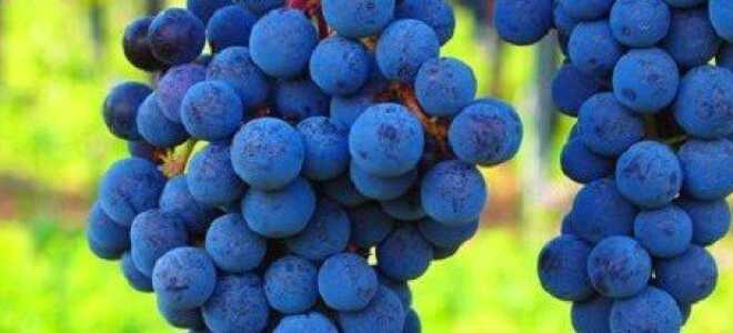 Решетка для винограда — удобное средство для подвязки виноградных лоз