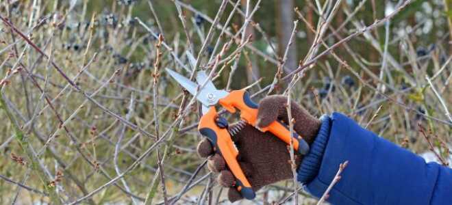 Что не забыть сделать в феврале садоводу?