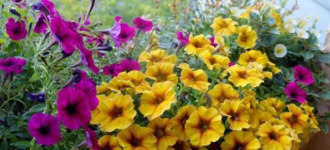 Петхоа — новое слово в селекции петуний