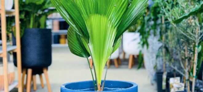 Ликуала — веерная пальма с непростым характером