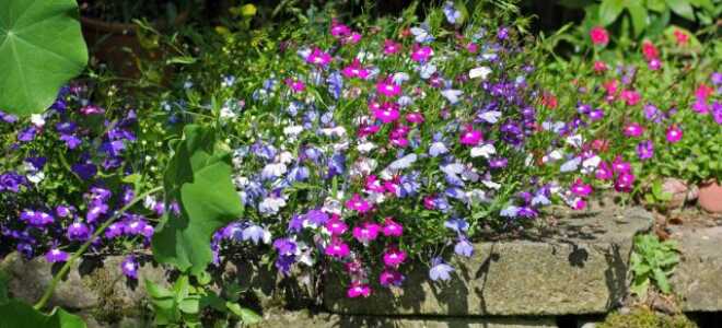 Севооборот для однолетних цветов