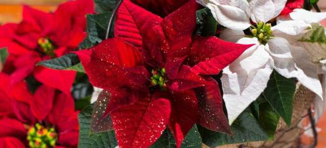 Как ухаживать за пуансеттией после покупки