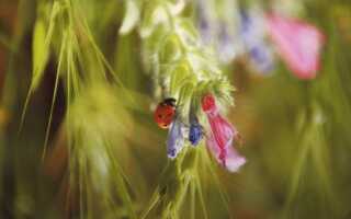 Полезные насекомые в саду