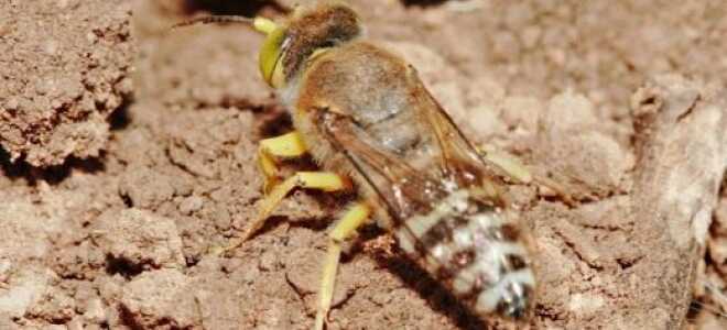 Оса — заготовитель