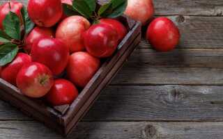 Правила хранения яблок: обработка урожая от плодовых гнилей