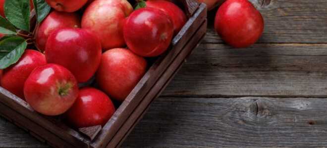 Правила хранения яблок: обработка урожая от плодовых гнилей