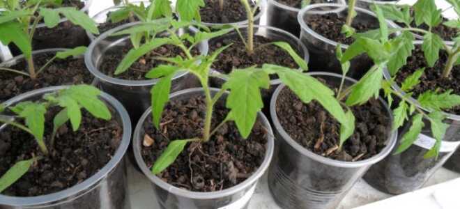 Выращивание рассады помидоров