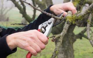 Правила обрезки яблонь осенью — подробная инструкция для всех садоводов