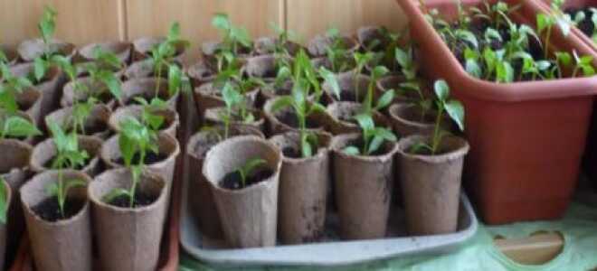 Торфяные горшочки для рассады: как пользоваться, высаживать растения, как сделать своими руками, отзывы