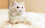 Породы полудлинношерстных кошек