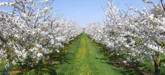 Когда сажать вишню, весной или осенью