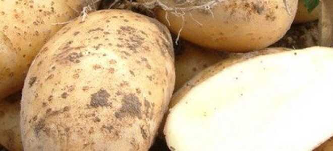 Посадка и выращивание картофеля под соломой — инструкция