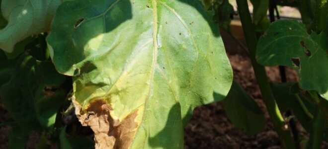 Вянут листья у баклажанов: почему вянут, что делать, видео