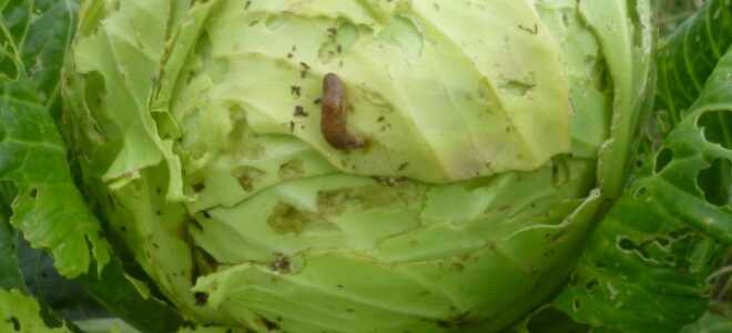Слизни на капусте: как бороться, чем обработать, народные средства борьбы со слизнями