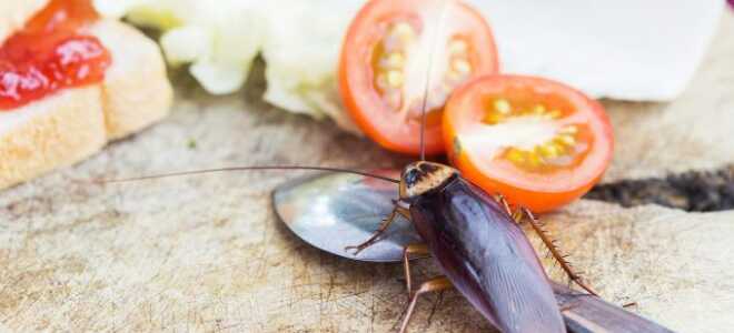 Тараканы в частном доме: избавляемся от незваных соседей