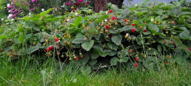 Клубника (земляника) Руяна: описание сорта, фото, отзывы, особенности ухода, выращивания из семян