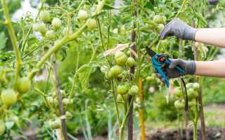 Важные особенности ухода за растениями во второй половине лета