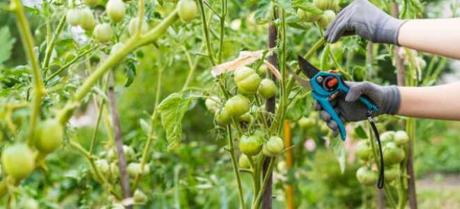 Важные особенности ухода за растениями во второй половине лета