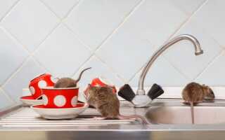 Работающий метод для борьбы с грызунами — все о комплексном подходе