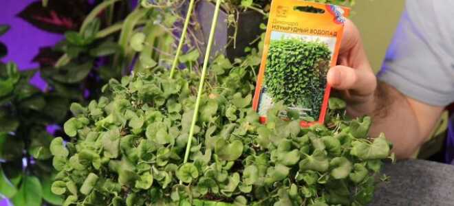 Дихондра — о посеве семян на рассаду, выращивании и уходе