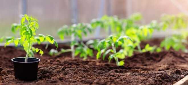 О чём нельзя забывать, подготавливая грядки для томатов