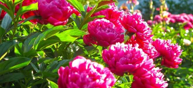 Уход за пионом для пышного цветения