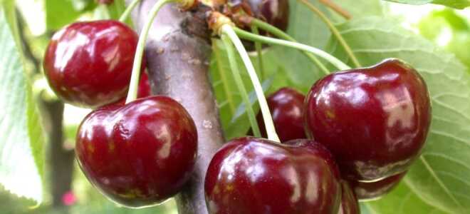 Самоплодные сорта черешни, в том числе сладкие, для выращивания в Подмосковье