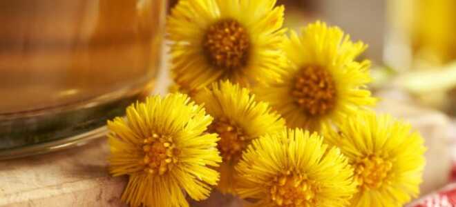 Заслуги мать-и-мачехи: польза и история солнечного первоцвета