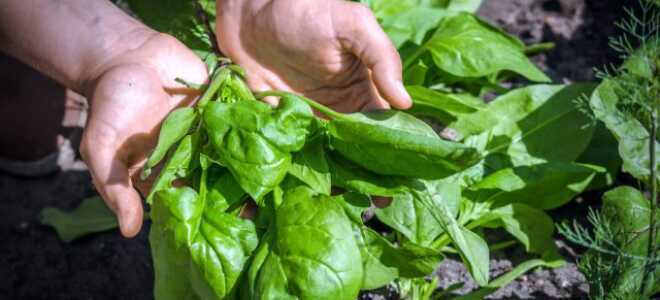 Чем осенний шпинат лучше весеннего: богатый урожай зелени до первого снега