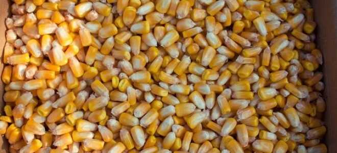 Посев кукурузы